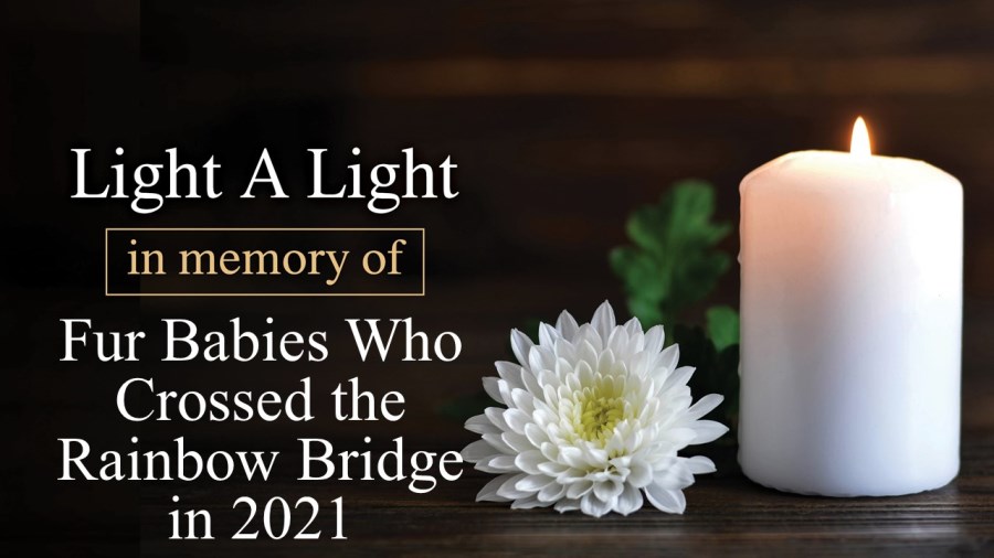 Light a Light in Memory of Fur Babies Who Crossed the Rainbow Bridge in 2021